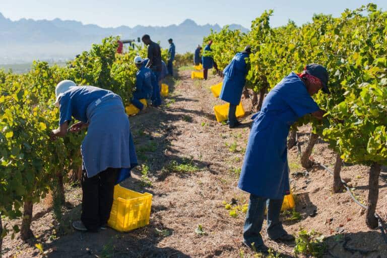 jordan-winery-hand-harvesting-4-min-scaled